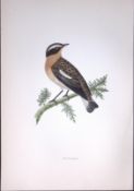 Whinchat Rev Morris Antique History of British Birds 130 Years-Old Engraving-103