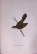 Grasshopper Warbler Rev Morris Antique History of British Birds 130 Years-Old Engraving-108