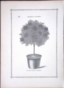 General Jaqueminot Antique Shirley Hibbard Greenhouse Black & White Print-33