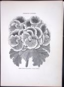Double Pelargonium Antique Shirley Hibbard Greenhouse Black & White Print-35