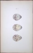 Green Sandpiper -William Hewitson Antique Nests & Eggs of British Birds Print-84