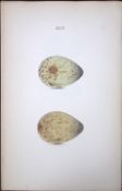 Bar Tailed Godwit -William Hewitson Antique Nests & Eggs of British Birds Print-86