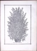 Pyramid Fuchsia Antique Shirley Hibbard Greenhouse Black & White Print-41