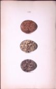 Red Grouse -William Hewitson Antique Nests & Eggs of British Birds Print-47