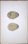 Buffon’s Skua-William Hewitson Antique Nests & Eggs of British Birds Print-97