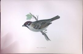 Tree Sparrow Rev Morris Antique History of British Birds 130 Years-Old Engraving-193
