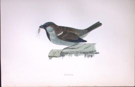 Sparrow Rev Morris Antique History of British Birds 130 Years-Old Engraving-194
