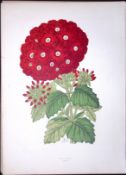 Verbena Flower Antique Shirley Hibbard Greenhouse Coloured Print-8