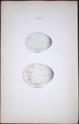 The Little Auk Hewitson Antique Nests & Eggs of British Birds Print-113