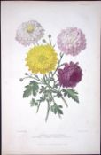 Pompone Chrysanthemums Antique Robert Thompson Hand Coloured Print-10