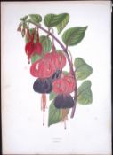 Fuchsia Flower Antique Shirley Hibbard Greenhouse Coloured Print-29