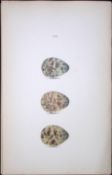 Purple Sandpiper -William Hewitson Antique Nests & Eggs of British Birds Print-92