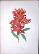 Morning Star Lily Flower Antique Shirley Hibbard Greenhouse Coloured Print-12