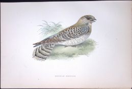 Egyptian Nightjar Rev Morris Antique History of British Birds 130 Years-Old Engraving-157