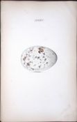 Spoonbill -William Hewitson Antique Nests & Eggs of British Birds Print-80