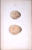 Black Grouse -William Hewitson Antique Nests & Eggs of British Birds Print-48