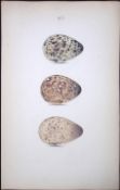 Greenshank Species -William Hewitson Antique Nests & Eggs of British Birds Print-85