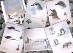 Job-Lot Wilson's Birds of the Antarctic Vintage Coloured Illustrations-4