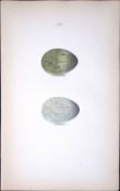 The Raven William Hewitson Antique Nests & Eggs of British Birds Print-55
