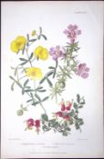 Gompholobium and Grevillia Robert Rhompson Original Hand Coloured Print-1