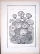 Harry King Pelargonium Antique Shirley Hibbard Greenhouse Black & White Print-37