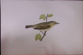 Chiff Chaff Rev Morris Antique History of British Birds 130 Years-Old Engraving-127