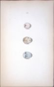 Green Linnet Family Species William Hewitson Antique Nests & Eggs of British Birds Print-61