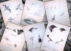 Job-Lot Wilson's Birds of the Antarctic Vintage Coloured Illustrations-6