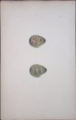 Broad Billed Sandpiper -William Hewitson Antique Nests & Eggs of British Birds Print-91