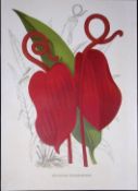 Anthurium Scherzerianum Flower Antique Edwardian Robert Thompson Print-9