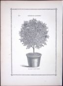 Pot of Roses Antique Shirley Hibbard Greenhouse Black & White Print-34