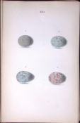 Blackbird Species -Hewitson Antique Nests & Eggs of British Birds Print-30
