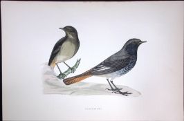 Blackstart Rev Morris Antique History of British Birds 130 Years-Old Engraving-101