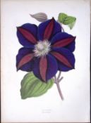 Clematis Flower Antique Shirley Hibbard Greenhouse Coloured Print-25