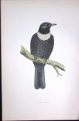 Ring Ouzel Rev Morris Antique History of British Birds 130 Years-Old Engraving-94