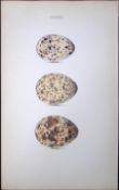 Roseate Tern Hewitson Antique Nests & Eggs of British Birds Print-108
