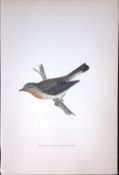 Red Flycatcher Rev Morris Antique History of British Birds 130 Years-Old Engraving-73