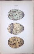 Iceland Gull-William Hewitson Antique Nests & Eggs of British Birds Print-101