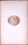 Spotted Eagle Hewitson Antique Nests & Eggs of British Birds Print-6