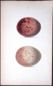 Lark Family William Hewitson Antique Nests & Eggs of British Birds Print-70