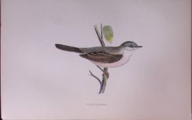 Whitethroat Rev Morris Antique History of British Birds 130 Years-Old Engraving-122