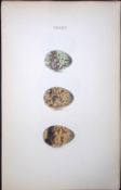 Black Tern Hewitson Antique Nests & Eggs of British Birds Print-105