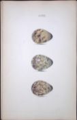 Common Snipe Species -William Hewitson Antique Nests & Eggs of British Birds Print-89