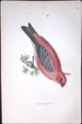 Pine Grossbeak Rev Morris Antique History of British Birds 130 Years-Old Engraving-58