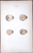 Ringed Plover -William Hewitson Antique Nests & Eggs of British Birds Print-77