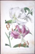 Beautiful Lillies Antique Robert Thompson Hand Coloured Print-9