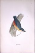 Nuthatch Rev Morris Antique History of British Birds 130 Years-Old Engraving-151