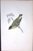 Siskin Rev Morris Antique History of British Birds 130 Years-Old Engraving-195