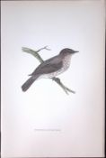 Spotted Flycatcher Rev Morris Antique History of British Birds 130 Years-Old Engraving-74