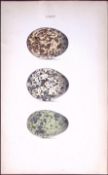 Norfolk Plovers-William Hewitson Antique Nests & Eggs of British Birds Print-43